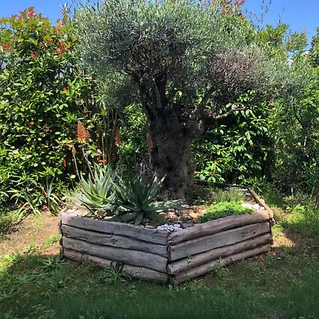 Yucca Entre Montagne Perols